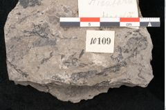 Foto (Detailansicht) von Araucaria haastii Ettingshausen (NHMW-GEO-2024-0188-10109)